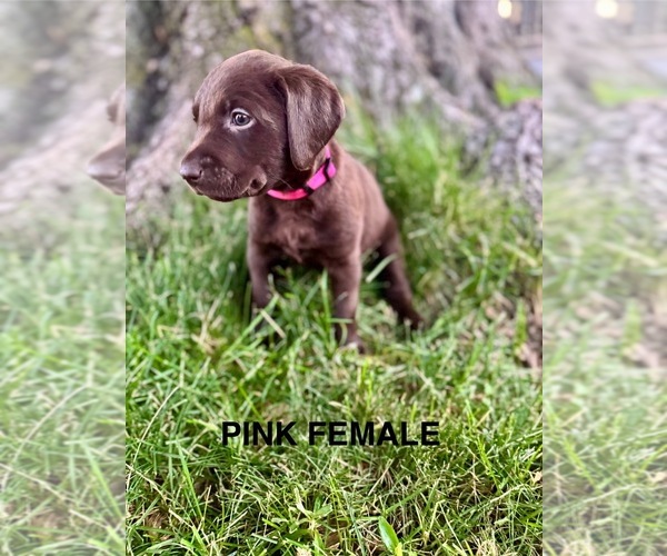 Medium Photo #11 Labrador Retriever Puppy For Sale in LEWISTON, ID, USA