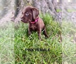 Small #10 Labrador Retriever