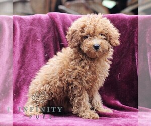Poodle (Miniature) Puppy for sale in DRY RUN, PA, USA