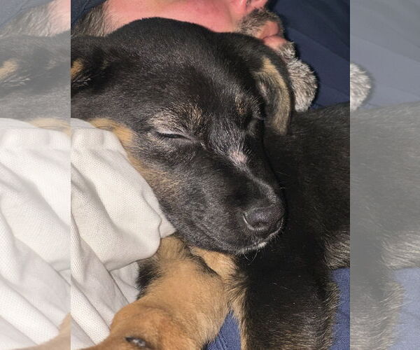 Medium Photo #23 Rottweiler-Unknown Mix Puppy For Sale in Houston, TX, USA