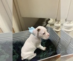 Small Photo #2 Boxer Puppy For Sale in COMO, TX, USA