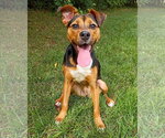 Subaru - Female German Shepherd Dog-Unknown Mix Dog for Adoption - Small photo