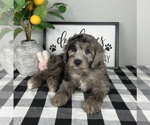 Bernedoodle (Miniature) Puppy for sale in FRANKLIN, IN, USA