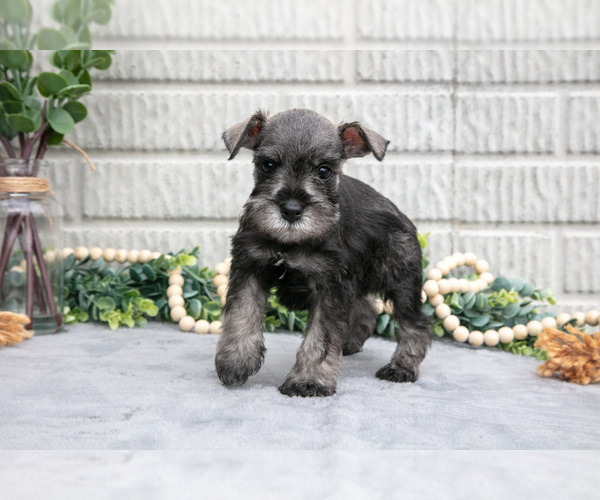 Medium Photo #3 Schnauzer (Miniature) Puppy For Sale in BALTIC, OH, USA