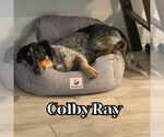 Small Photo #6 Dachshund-Unknown Mix Puppy For Sale in San Antonio, TX, USA