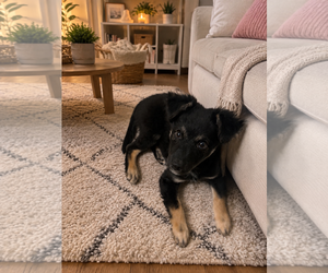 Mutt Dogs for adoption in Menifee, CA, USA