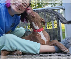 Dusty - Male Mutt Dog for Adoption - Photo #14