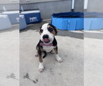 Small #3 Australian Shepherd-Catahoula Leopard Dog Mix