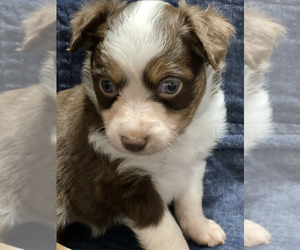 Miniature Australian Shepherd Puppy for sale in VALLIANT, OK, USA