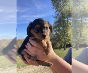 Poogle Puppy for sale in MADISON, IN, USA