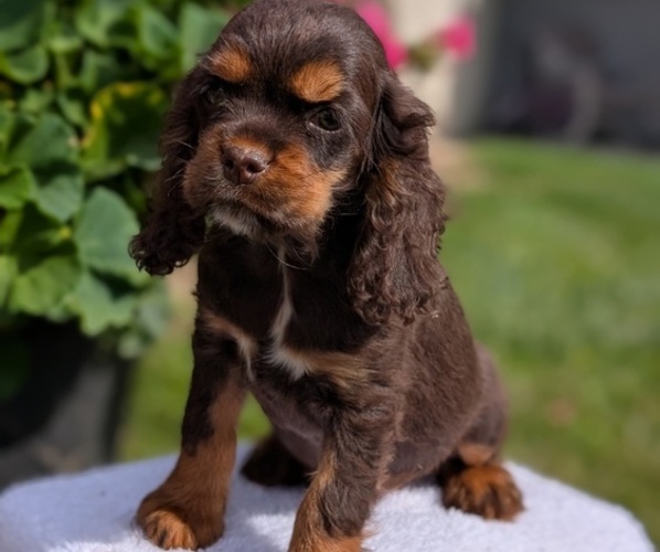 Medium Photo #4 Cocker Spaniel Puppy For Sale in GOSHEN, IN, USA