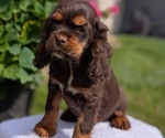 Small #3 Cocker Spaniel