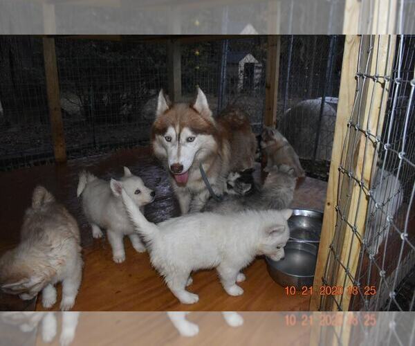 Medium Photo #21 Siberian Husky Puppy For Sale in DINWIDDIE, VA, USA