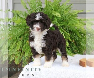 Bernedoodle (Miniature) Puppy for sale in NARVON, PA, USA