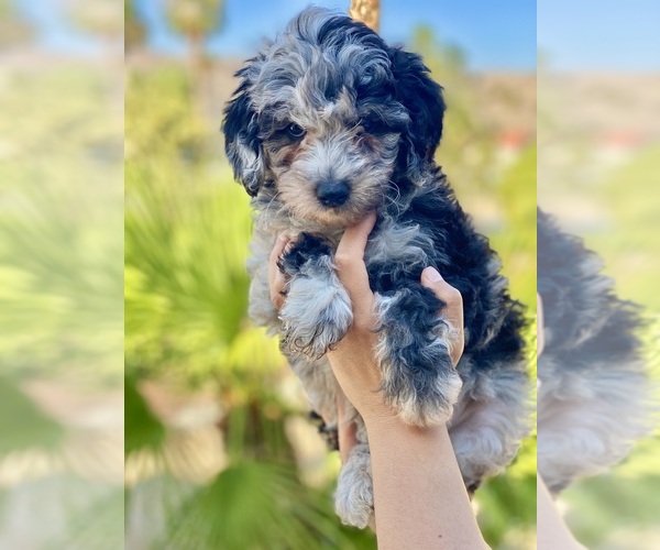 Medium Photo #1 Poodle (Miniature) Puppy For Sale in DESERT HOT SPRINGS, CA, USA