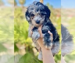 Small Photo #1 Poodle (Miniature) Puppy For Sale in DESERT HOT SPRINGS, CA, USA