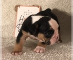 Small Photo #12 Olde English Bulldogge Puppy For Sale in CYNTHIANA, IN, USA