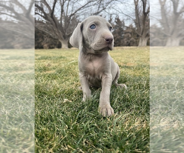 Medium Photo #1 Weimaraner Puppy For Sale in JOES, CO, USA