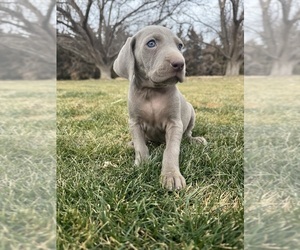 Medium Weimaraner