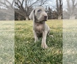 Puppy no collar gray Weimaraner