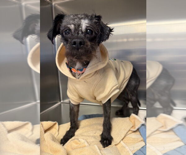 Medium Photo #1 Shih Tzu Puppy For Sale in Gloversville, NY, USA