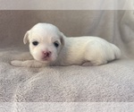 Puppy Miracle Lhasa Apso