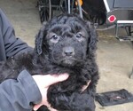 Puppy 2 Goldendoodle (Miniature)