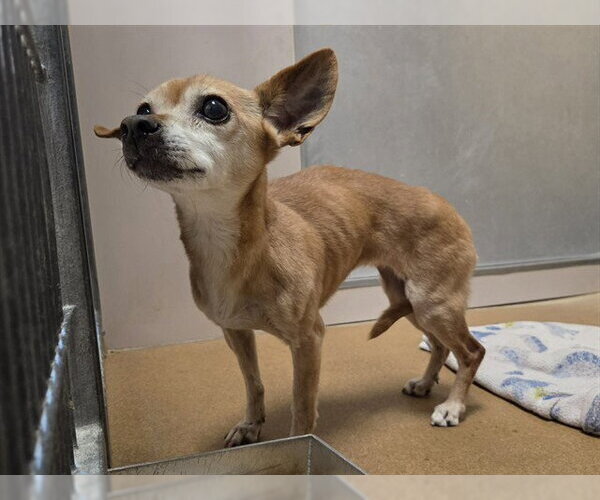 Medium Photo #1 Chihuahua-Unknown Mix Puppy For Sale in Martinez, CA, USA