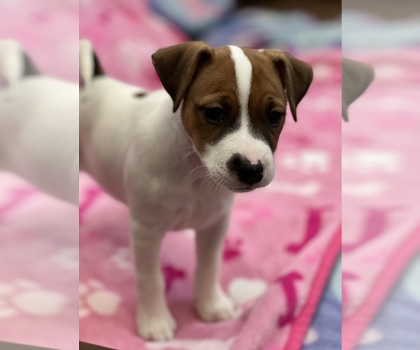 Medium Photo #5 Parson Russell Terrier Puppy For Sale in TEMECULA, CA, USA
