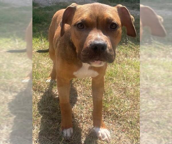 Medium Photo #2 American Pit Bull Terrier-Unknown Mix Puppy For Sale in Augusta, GA, USA