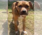 Small #1 American Pit Bull Terrier Mix