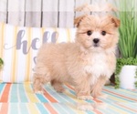 Small Photo #2 Pom-A-Poo Puppy For Sale in MOUNT VERNON, OH, USA