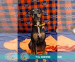 Small #1 Black and Tan Coonhound