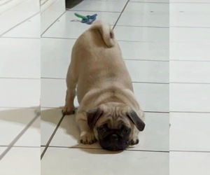 Pug Puppy for sale in BERWYN, IL, USA