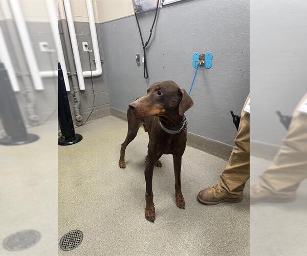 Medium Photo #1 Doberman Pinscher-Unknown Mix Puppy For Sale in Las Vegas, NV, USA