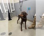 Small Doberman Pinscher Mix