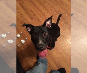American Pit Bull Terrier-Labrador Retriever Mix Dogs for adoption in MEM, TN, USA