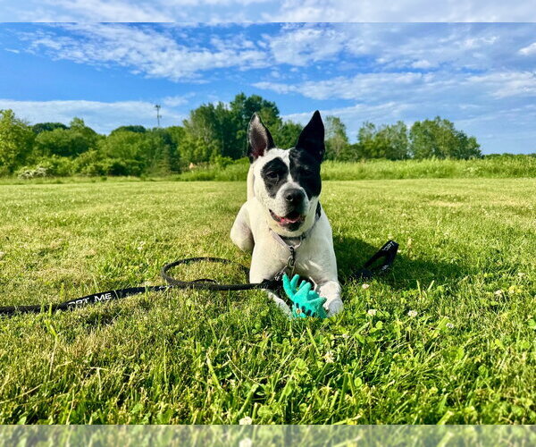 Medium Photo #41 Mutt Puppy For Sale in Gloversville, NY, USA