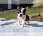 Small Photo #2 Boston Terrier Puppy For Sale in MILLERSBURG, OH, USA