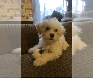 Shih Tzu Puppy for sale in NEWTON, IA, USA