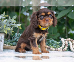 Small Photo #23 Cavalier King Charles Spaniel Puppy For Sale in SALEM, IN, USA