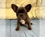 Small #3 French Bulldog