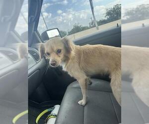 Chihuahua-Unknown Mix Dogs for adoption in San Antonio, TX, USA