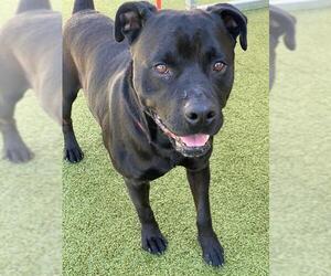 Mutt Dogs for adoption in Fayetteville, NC, USA