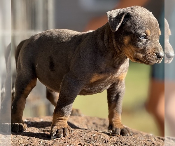 Medium Photo #60 Catahoula Leopard Dog Puppy For Sale in BUSHNELL, IL, USA