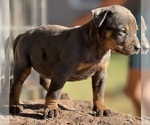 Small Photo #60 Catahoula Leopard Dog Puppy For Sale in BUSHNELL, IL, USA