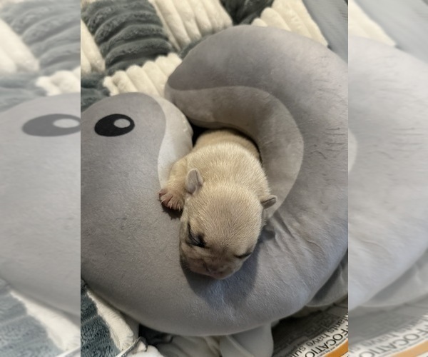 Medium Photo #7 French Bulldog Puppy For Sale in OPP, AL, USA