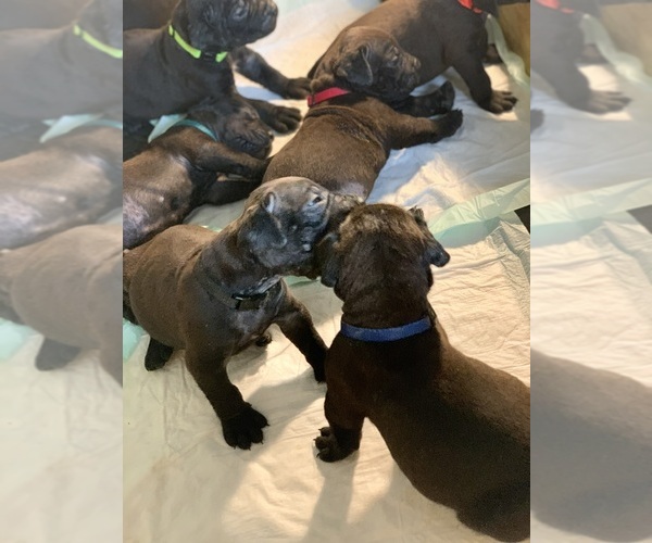 Medium Photo #118 Boerboel Puppy For Sale in LAS CRUCES, NM, USA