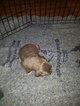 Small Photo #15 American Pit Bull Terrier Puppy For Sale in GRIFFIN, GA, USA