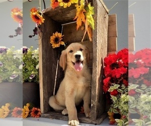 Golden Retriever Puppy for sale in FREDERICKSBURG, OH, USA